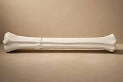 Giraffe leg bone