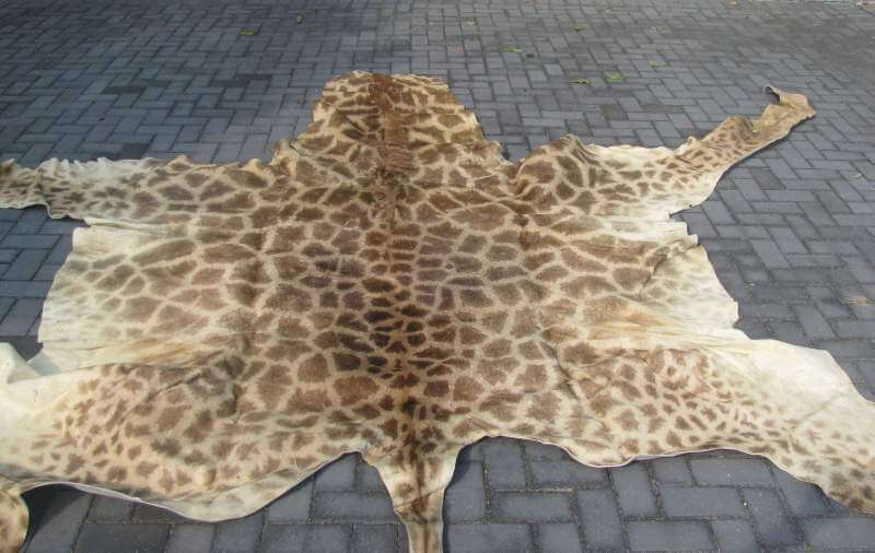 Giraffe skin / Hide