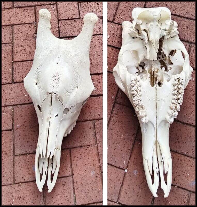 B grade Giraffe skull