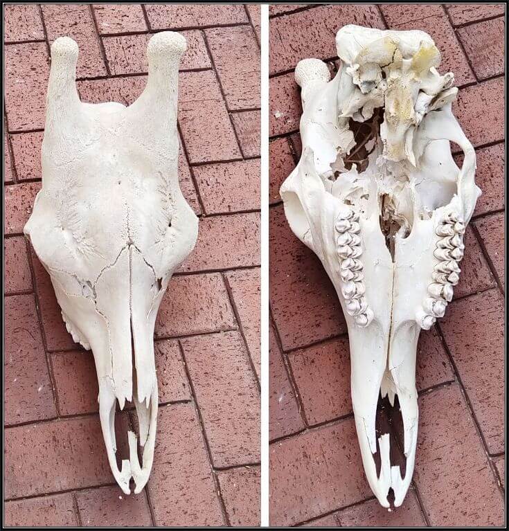 B grade Giraffe skull