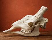 African Cleaned Giraffe Skull
