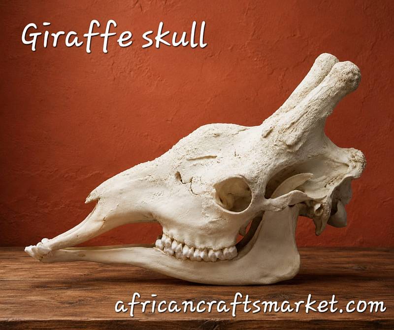 African Giraffe skull 