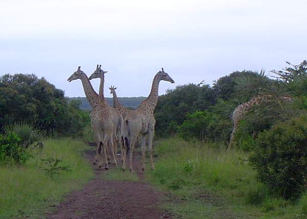 African Giraffes
