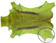 African dyed Springbok hides