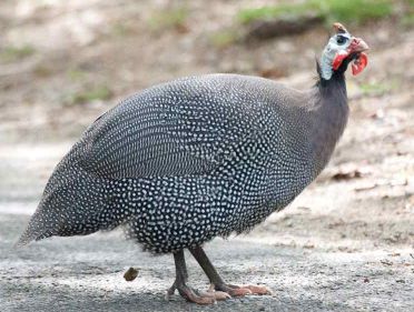 Guinea fowl bird Guinea fowl bird