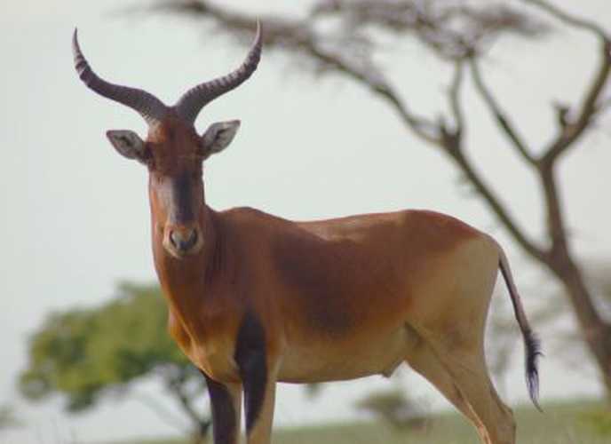 Red Hartbeest