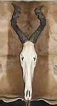 Red Hartebeest skull