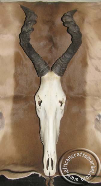 Red Hartebeest skull