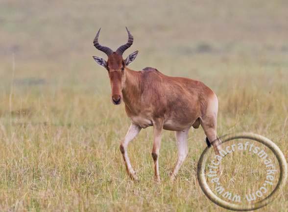 Red Hartebeest
