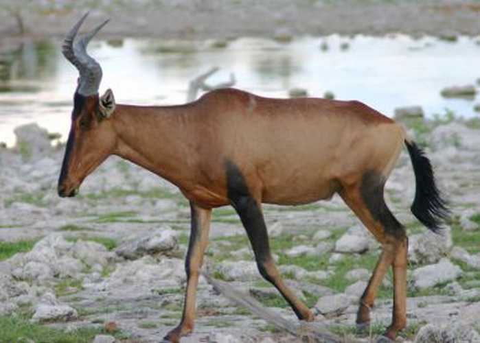 Hartebeest