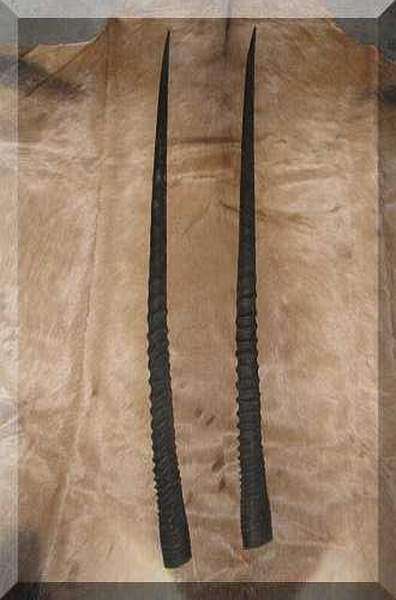 Gemsbok horns Natural Oryx horn prepared for export