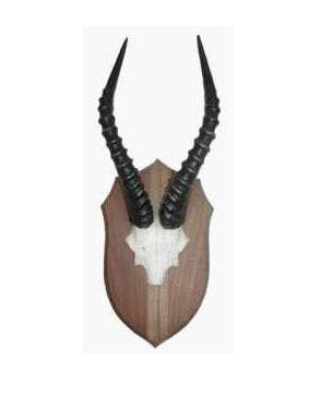 Blesbok skull plate on shield African Blesbok horn skull plate on shield