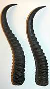 African Natural Springbok Horns