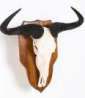 Blue Wildebeest skull