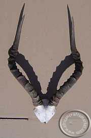 African Impala skull plate