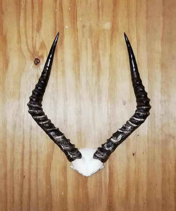 African Impala horn skull plate
