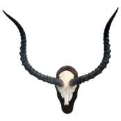 Impala skull plate African Impala skull plate