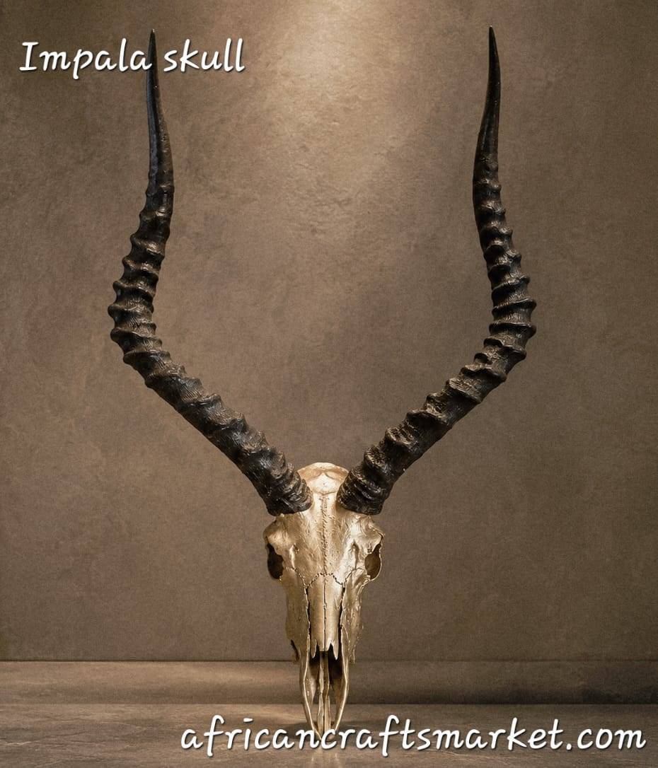 African Kudu skull  horns