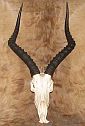 African Impala skull