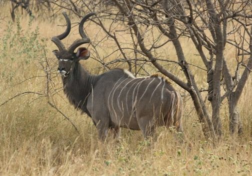 African Kudu
