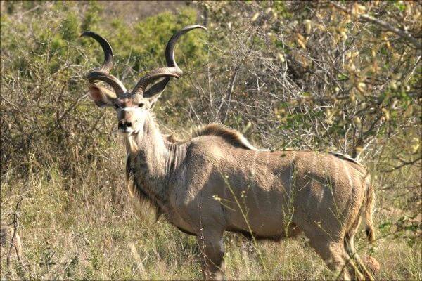 African Kudu