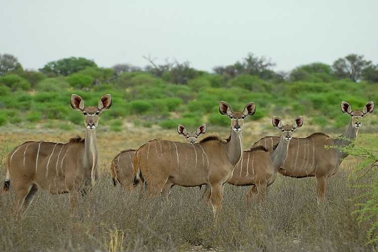 African Kudu - female