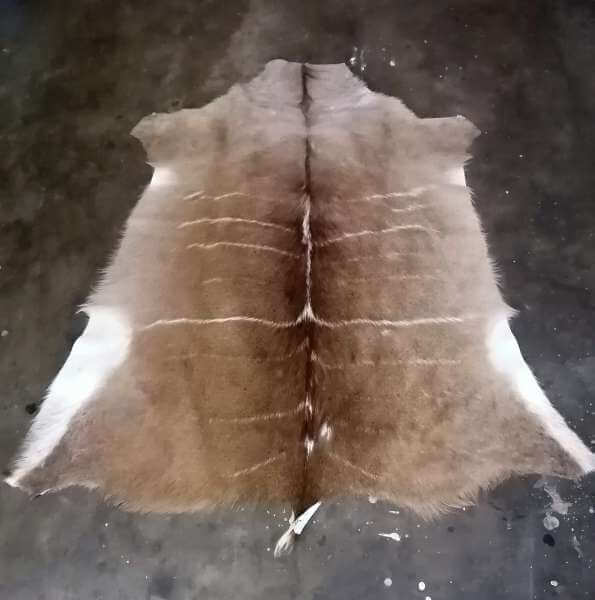 B grade Kudu hide