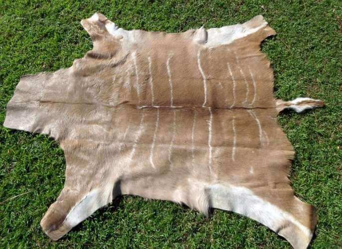 African Kudu hide