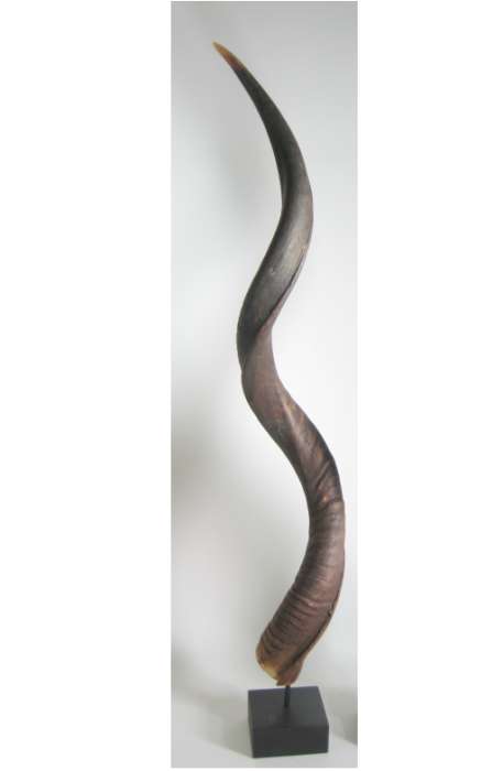Kudu horn on stand African Loose Natural Kudu Horn on stand