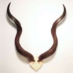Kudu horn skull plate with spiral horns