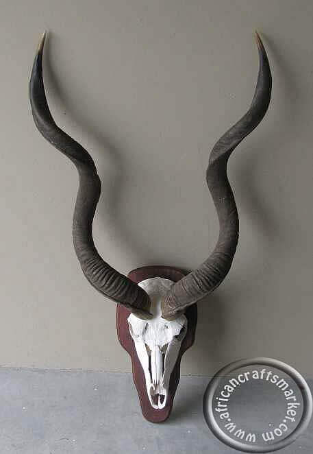 Kudu skull on shield African Kudu horn skull mounted on shield