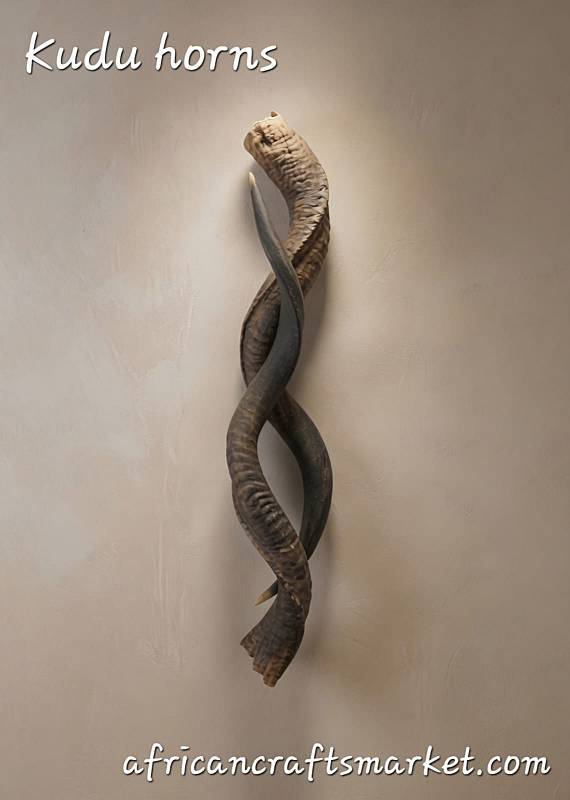 African Kudu horns 
