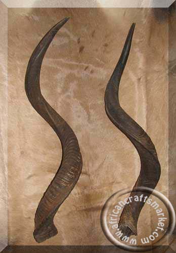 Kudu horns Kudu hornd
