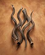 African Loose Natural Kudu Horns