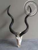 Kudu skull African Kudu Horns Skull