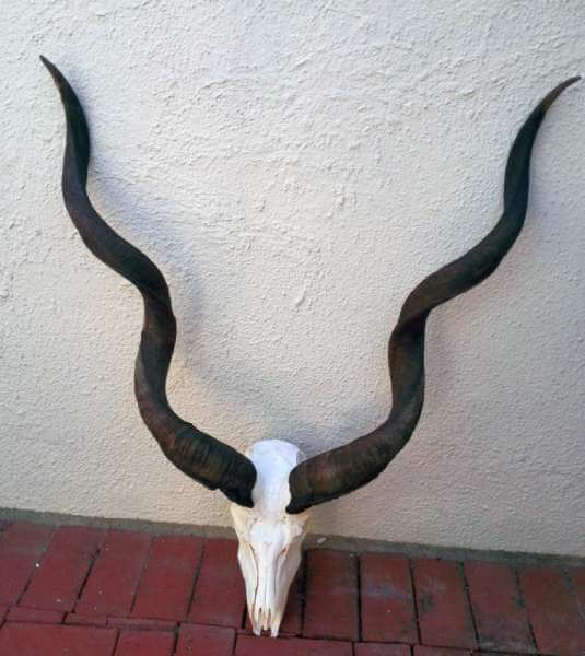 African Kudu Horns  Skull