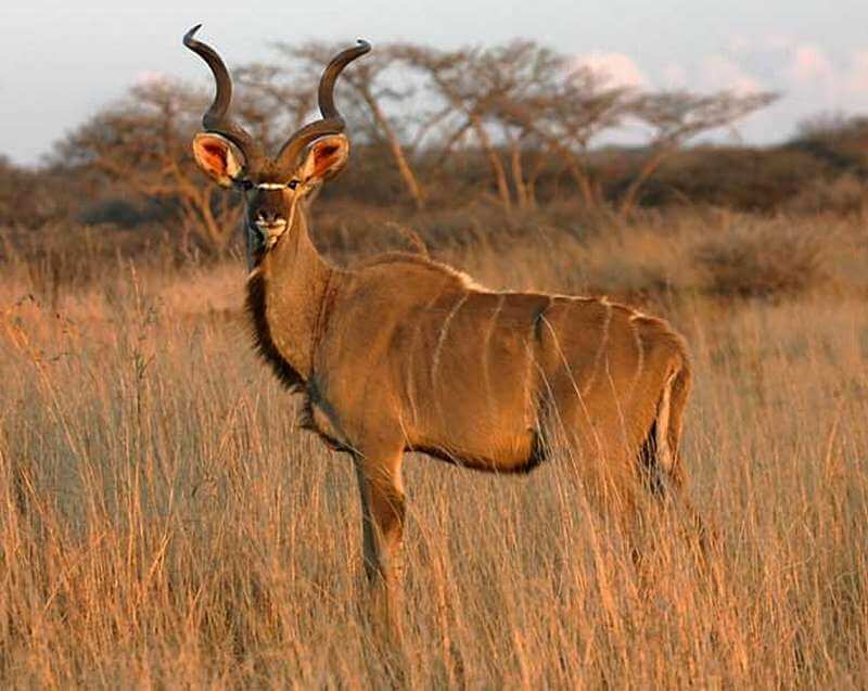 Male Kudu 