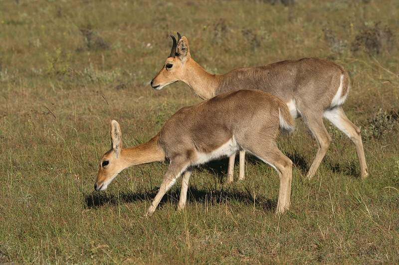 Mountain Reedbuck