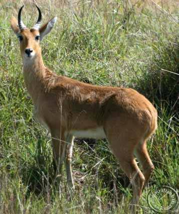 Mountain Reedbuck
