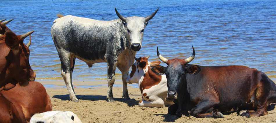 Nguni cows