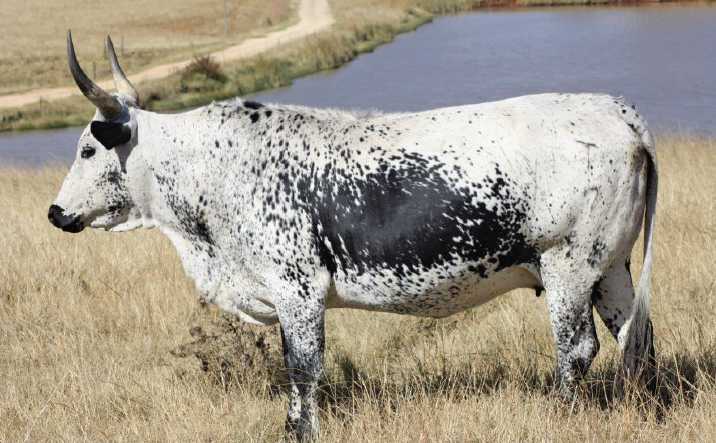 Nguni cows