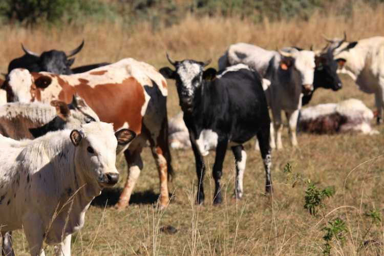 Nguni cows