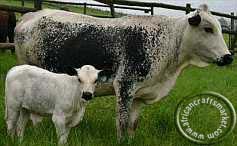 Ngnui cow calf Nguni cow