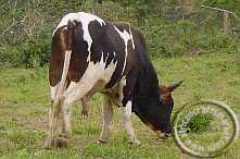Tri-colour Nguni hide Nguni cow