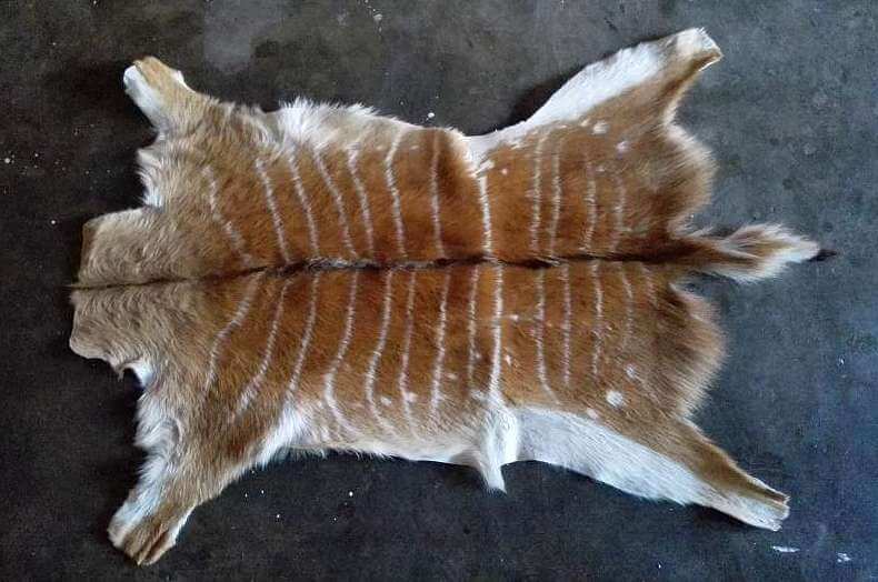 African Female Nyala Skin