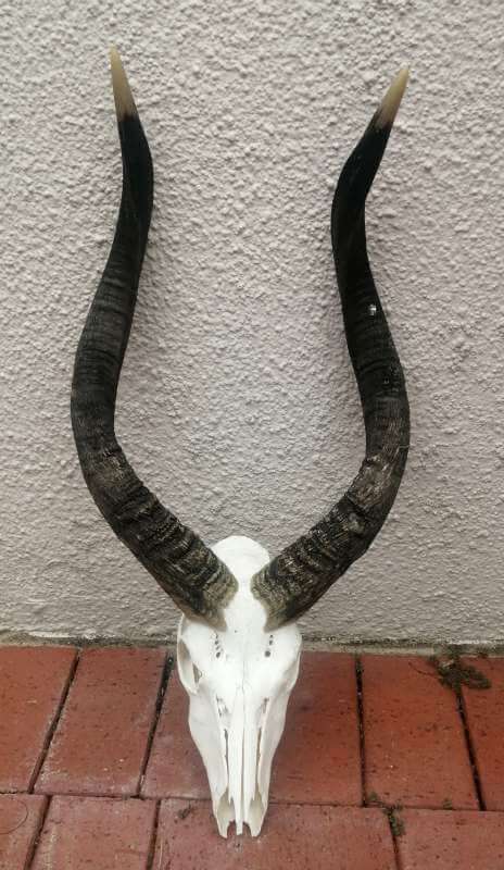 Nyala skull