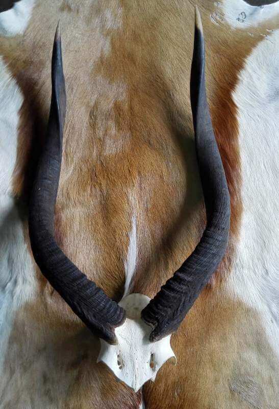 Nyala skull plate