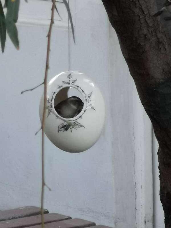 Ostrich egg bird feeder Ostrich egg bird feeder