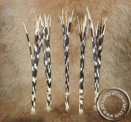 Porcupine quills bigger than 25cm