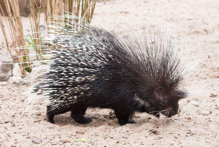 Porcupine